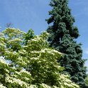 Ehretia dicksonii